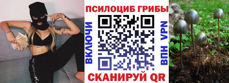 Псилоцибиновые грибы Cubensis Купить Болгар